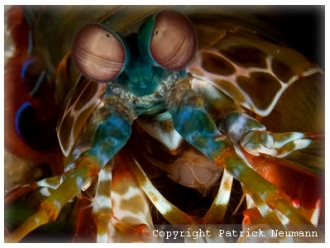 Mantis shrimps