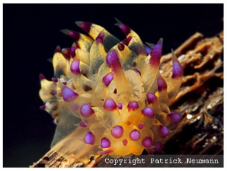 Nudibranchs