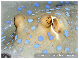 dt blue spotted stingray